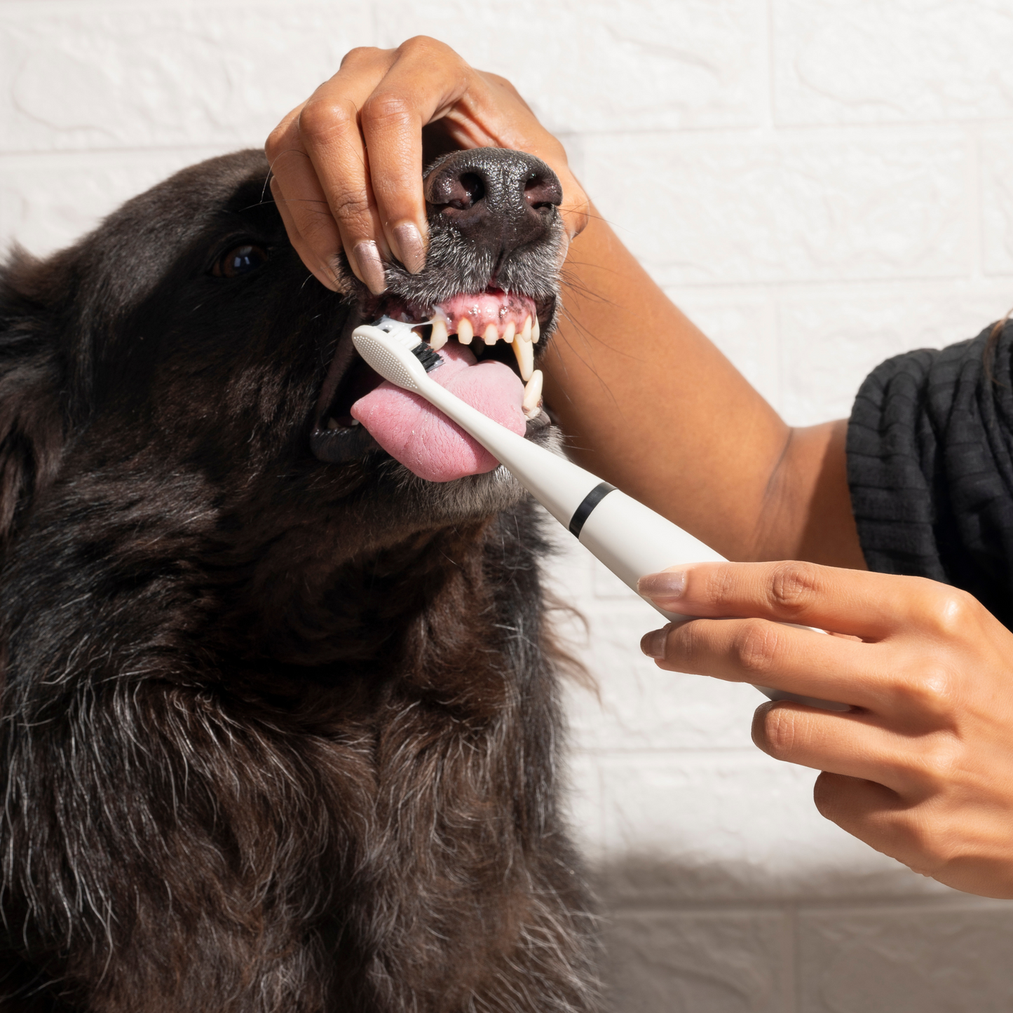 Natural Enzymatic Dog Toothpaste – Removes Tartar & Plaque