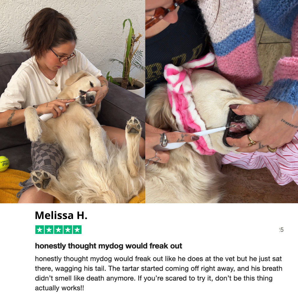 Canivet Kit - Silent Sonic Plaque & Tartar Remover for dogs